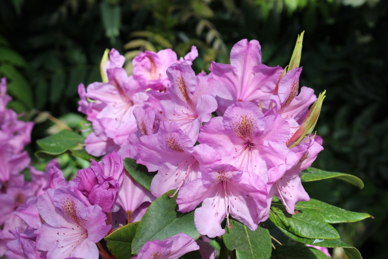 Unnamed hybrid seedling